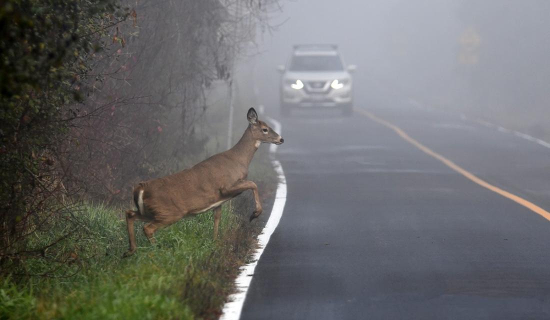 Ein Reh springt aus dem Wald auf die Straße und im Hintergrund fährt ein Auto.