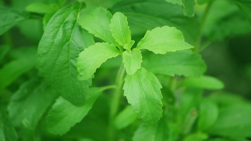 Stevia Pflanze