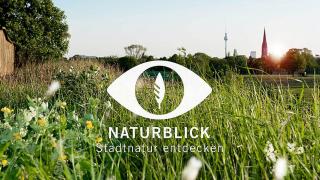 Illustration eines Auges mit Schriftzug "Stadtnatur entdecken" über Wiese mit Skyline von Berlin im Hintergrund.